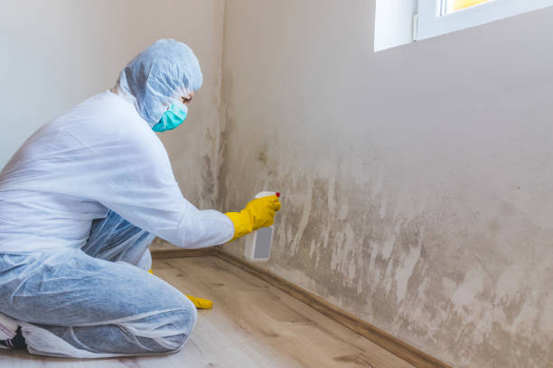 Licensed Mold Inspection service in Richmond, KY - WQB Mold Removal