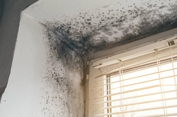 Affordable Mold Inspection solutions in Richmond, KY